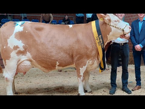 Видео: 🌍МОЛБОЗОР ДАР ГЕРМАНИЯ! НАРХУ НАВО ГОВҲО 🐄🐄🐄🐄