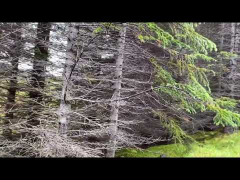 Видео: Исландия. Приглашаю Вас в осенний лес там и отвечу на вопрсы