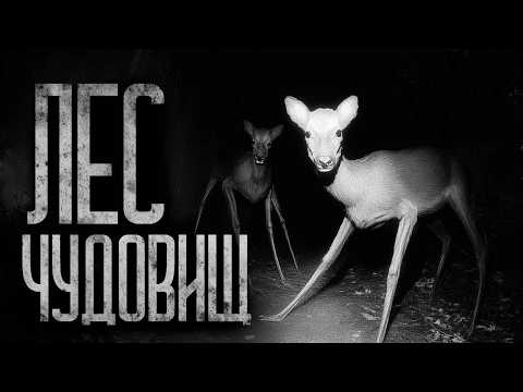 Видео: ЛЕС ЧУДОВИЩ! Страшные истории и страшилки.