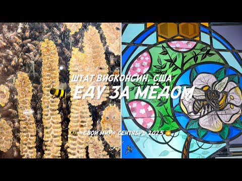 Видео: США: Еду за Мёдом. 🐝🍯🌻