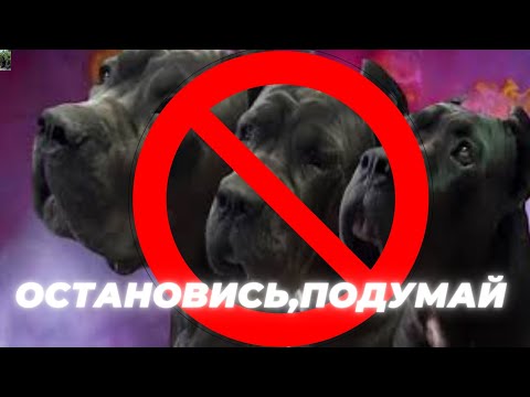 Видео: ПЛЮСЫ И МИНУСЫ  КАНЕ КОРСО. ОСОБЕННОСТИ СОДЕРЖАНИЯ КАНЕ КОРСО кане корсо содержание