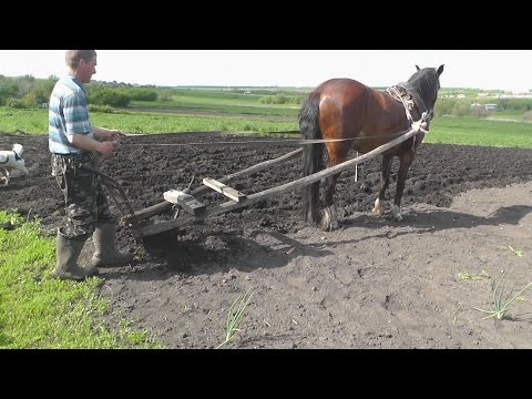 Видео: Посадка картофеля/ planting potato