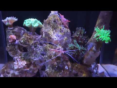 Видео: Морской аквариум 2 месяца с запуска