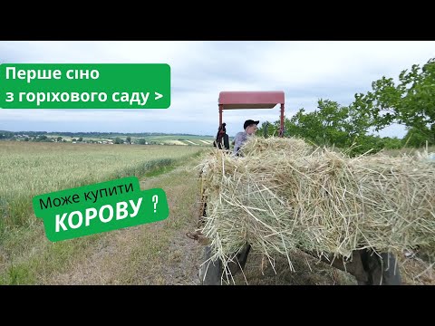 Видео: Перше сіно з горіхового саду. Заготівля. Горіхи.