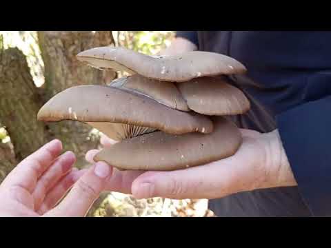 Видео: Везде Грибы😍 Отдых в парке🙏 На что мы тратим жизнь ?На суету обид, на злобу - вновь и вновь.