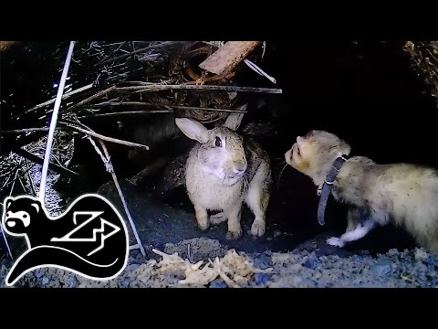 Видео: Король свалки - Хорек на охоте за кроликами 3