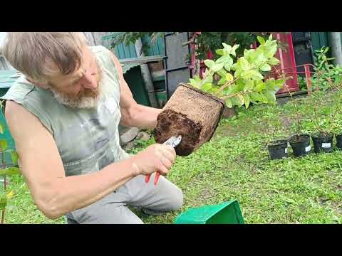 Видео: Саженцы жимолости. 5л 3л