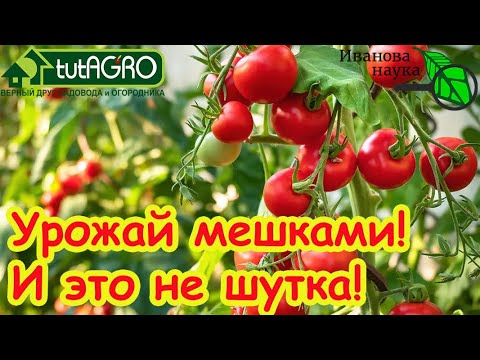 Видео: ТОМАТЫ КАК С КАРТИНКИ: 5 капель на литр и урожай собирайте ТОННАМИ! Не болеют и прут как бешеные!