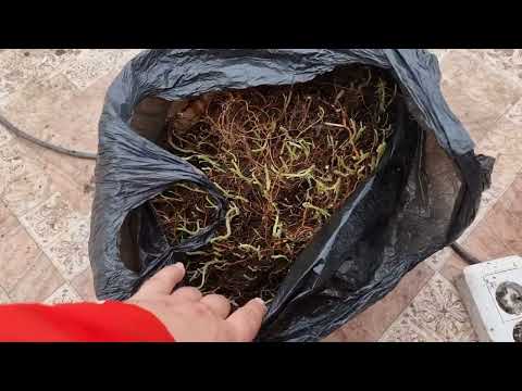 Видео: Маточный корень малины завалялся с прошлой зимы, что с ним за 10 мес.