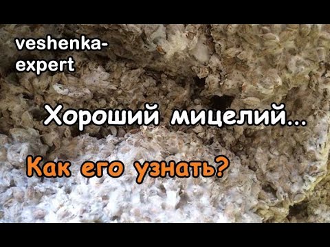 Видео: Как определить качество мицелия вешенки по внешнему виду. Плесень на мицелии.