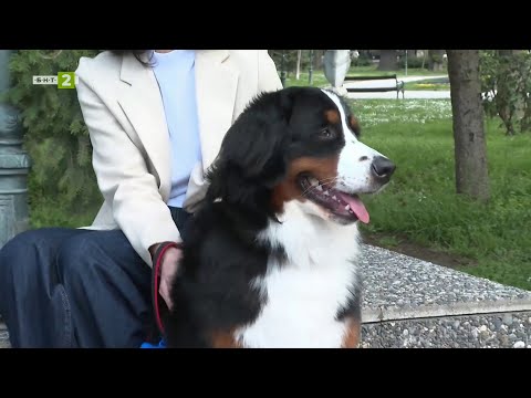 Видео: Удивителната роля на кучето в живота на човека, Време за губене - 19.04.2025 по БНТ