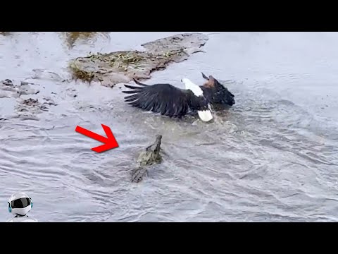 Видео: 30 Сумасшедших Битв Животных, Снятых на Камеру