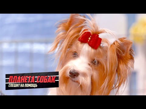 Видео: Москва собачья. Планета собак спешит на помощь 🌏 Моя Планета