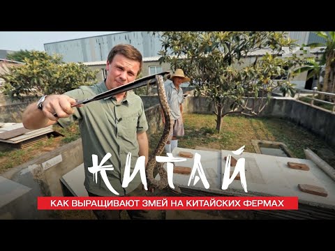 Видео: В чем секрет здоровья китайцев. Китай. Мир наизнанку 11 сезон 7 серия