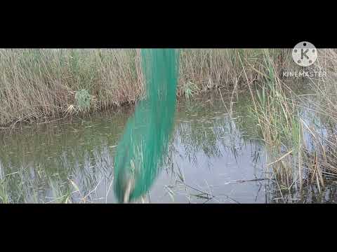 Видео: Икки кеча балик ови 1 кеча