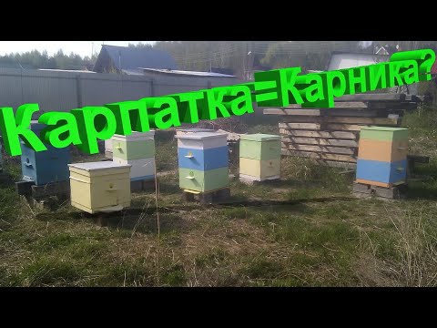 Видео: Профессор Кашковский: Карпатка и карника - одна пчела?