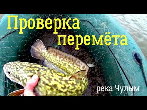 Видео: Проверка перемёта. А гальян-то сработал!