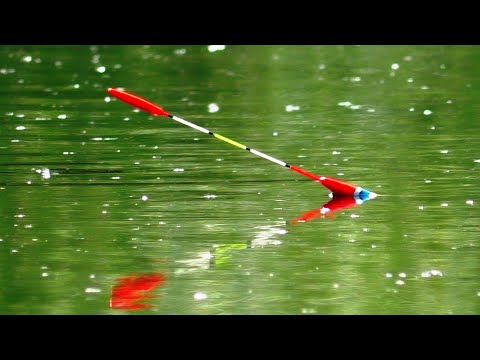 Видео: 🌾🌾 Очерет Гуде від Риби. 🐟🐟 рибалка пішла не за планом. Дикі місця, дика річка.