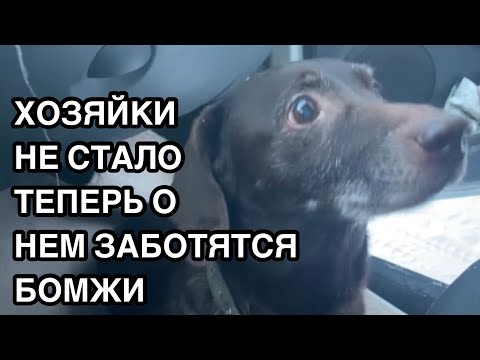 Видео: Спасение животных/ Кошечка Ириска обрела дом/ А вот такс Малыш остался один