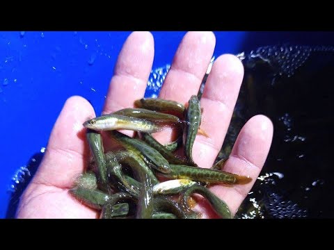 Видео: Илонбалкни бирга бокамз