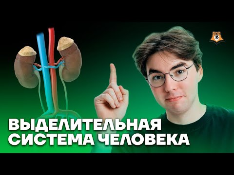 Видео: Выделительная система человека | Биология ОГЭ | Умскул