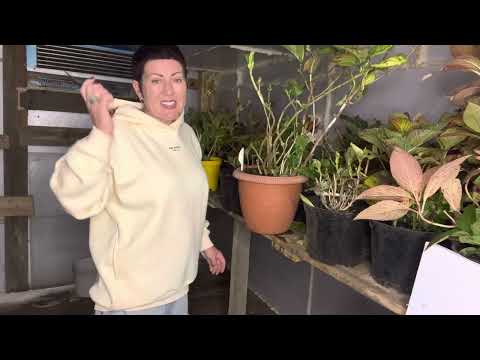 Видео: Как готовлю крупнолистные гортензии к зиме. Мое хранилище. 01.10