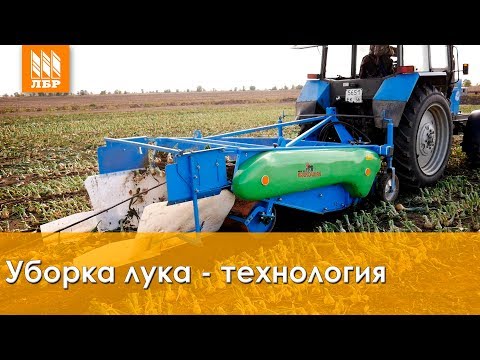 Видео: Технология выращивания лука