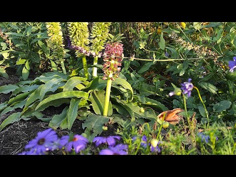 Видео: Цветочные хлопоты перед зимовкой. Растения, полученные отводками.