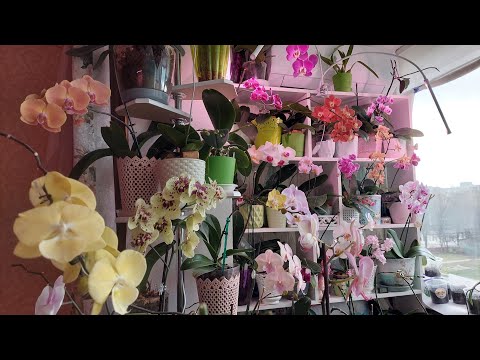 Видео: Мои орхидеи - НЕ ДЕКОРАЦИЯ!