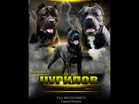 Видео: Селекция собак  классические инструменты и методы