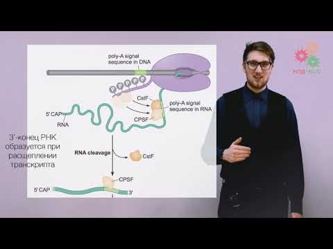 Видео: Реализация геномной информации. Процессинг и сплайсинг РНК