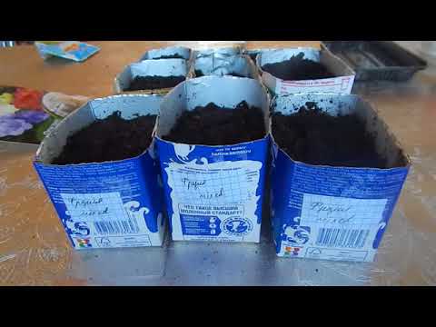 Видео: Фрезия