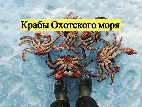 Видео: Крабы Охотского моря / Catching a crab under the sea ice. Sea of Okhotsk