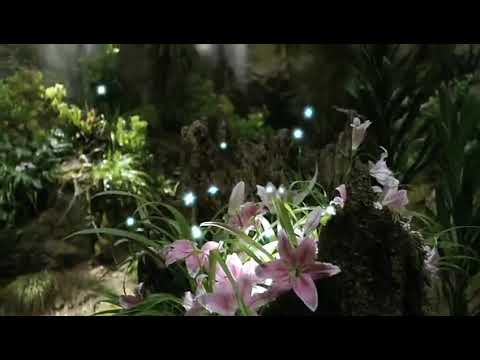 Видео: Баллада Вересковый мёд