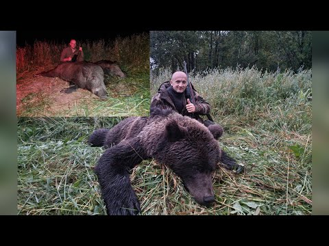 Видео: Охота на овсах! Медведь  с подхода! Кабан с лабаза! 2 часть.