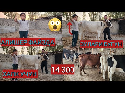 Видео: АЛИШЕР ФАЙЗДАКА АРЗОН СОТДИГОН ОДАМ КОЛБАДИ ОТАСИГА РАХМАД ШУ БОЛАНИ 