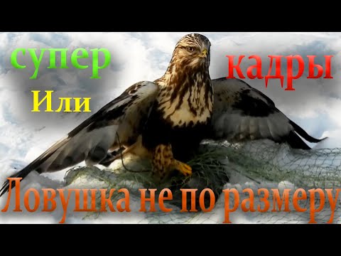 Видео: Как поймать ястреба или сокола /// Слишком большой для ловушки //// Супер видео