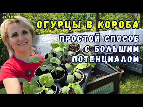 Видео: ВЫСАЖИВАЕМ РАССАДУ ОГУРЦОВ В КОРОБА /  Почему я Выбираю Короба для Огурцов - результат вас поразит.