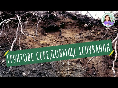 Видео: Ґрунтове середовище існування