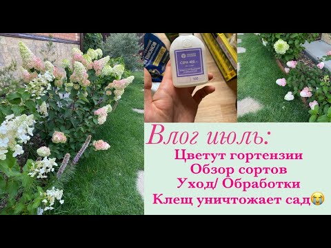 Видео: Цветут гортензии, обзор сортов/ Препараты и удобрения для роз и гортензий/ Клещ атакует🤔 Июль 2024.