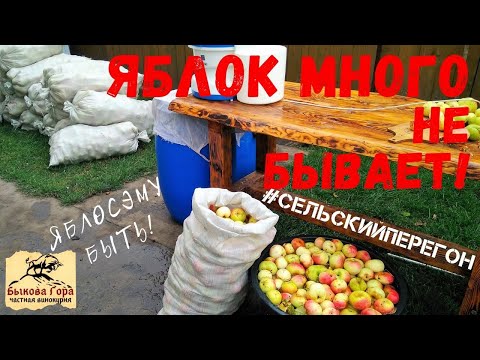 Видео: ЯблоСэму быть! (ПЕРЕЗАЛИВ ВИДЕО) Урожай яблок 2019. Брага. Самогон.