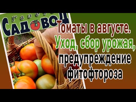 Видео: Томаты в августе: уход, сбор урожая, предупреждение фитофтороза