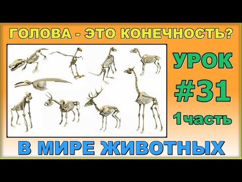 Видео: Ходьба. Позвоночник - это конечность? Урок#31/1
