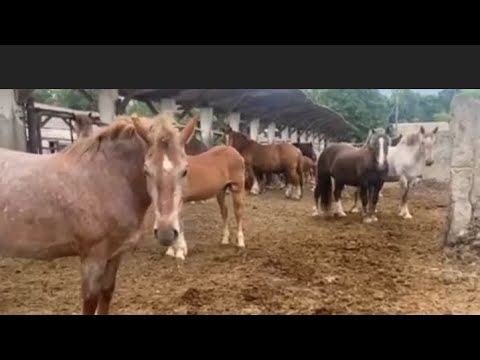 Видео: 🔥Дубровський Кінний Завод🔥🐴💪