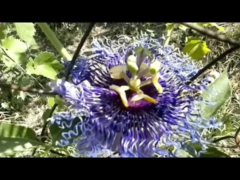 Видео: Пасифлора Цветение