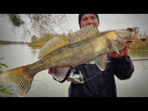 Видео: ⚠️СУДАК ЗБИВСЯ В ЯМИ. Джиг на Десні в листопаді