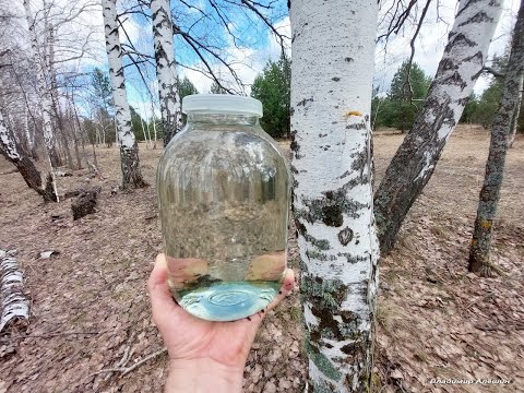 Видео: Срочно все в лес за берёзовым соком! Природная аптека! Полезные дары природы