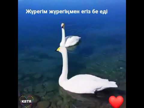 Видео: Жүрегім жүрегіңмен егіз бе еді 💖