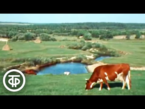Видео: В краю Мещерском. Документальный фильм (1976)