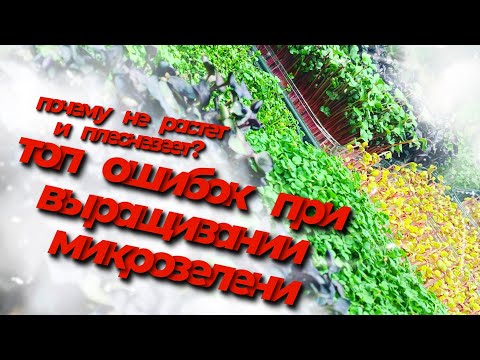 Видео: Ошибки при выращивании Микрозелени! Как вырастить микрозелень без плесени! Бизнес микрозелень!